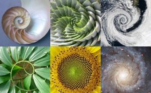 الشعار والعلامة التجارية 